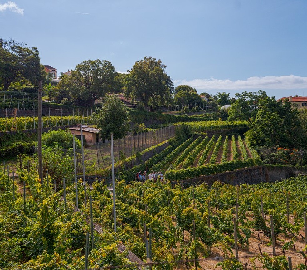 Os vinhedos da Blandy's, na Ilha da Madeira — Foto: Divulgação / Foto de Blandy's