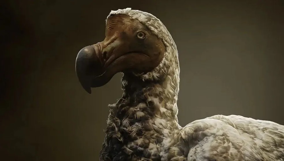 O Dodô era uma espécie endêmica das Ilhas Maurício — Foto: Reprodução/Colossal Biosciences