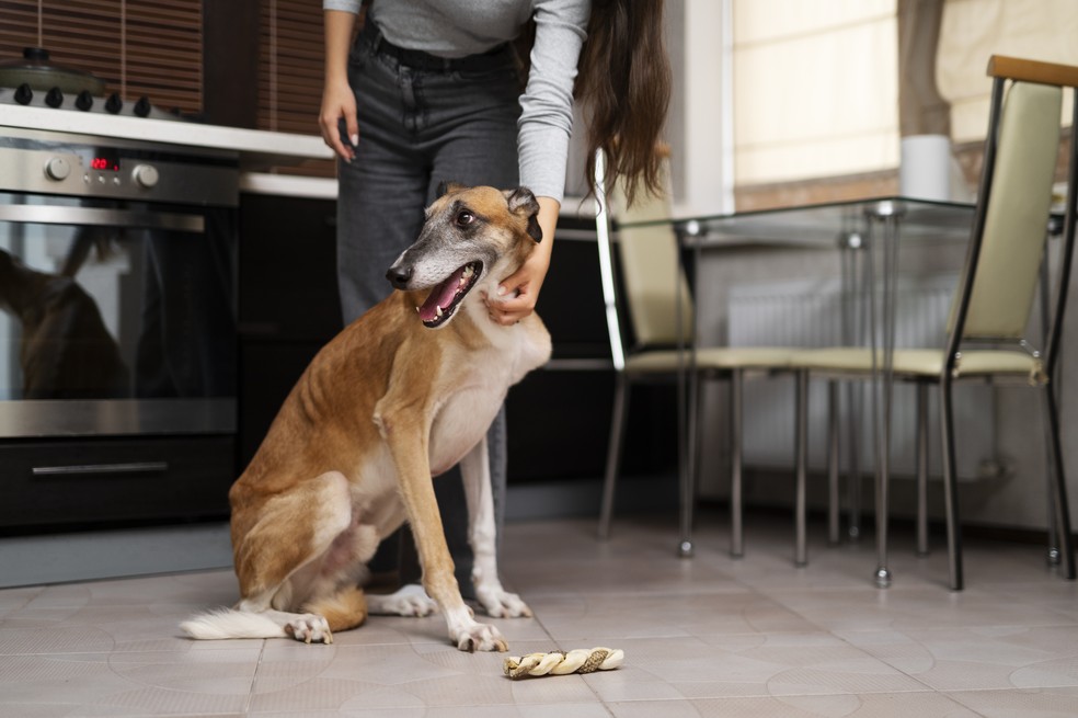 Cachorro grande em apartamentos pequenos podem viver bem com a qualidade de vida certa &mdash; Foto: Magnific