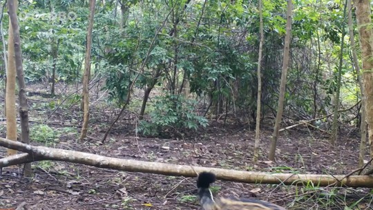 Onça-pintada é filmada com filhote em corredor ecológico no Sul do Pará; veja o registro raro
