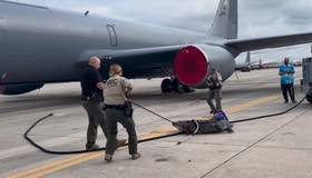 Jacaré de 3 metros de comprimento é capturado após invadir base aérea militar dos Estados Unidos