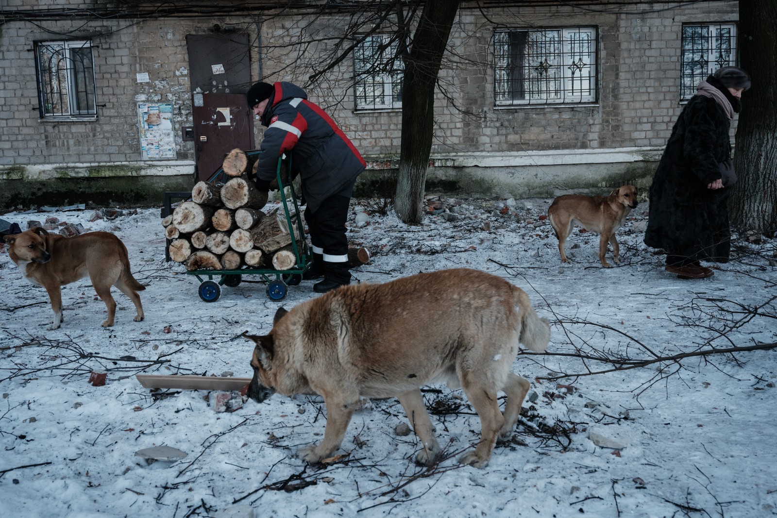 Homem empurra uma carroça carregada com lenha ao lado de cães vadios enquanto os sons de bombardeios continuam a ecoar e assustar moradores na cidade de Avdiivka — Foto: YASUYOSHI CHIBA / AFP - 08/02/2023