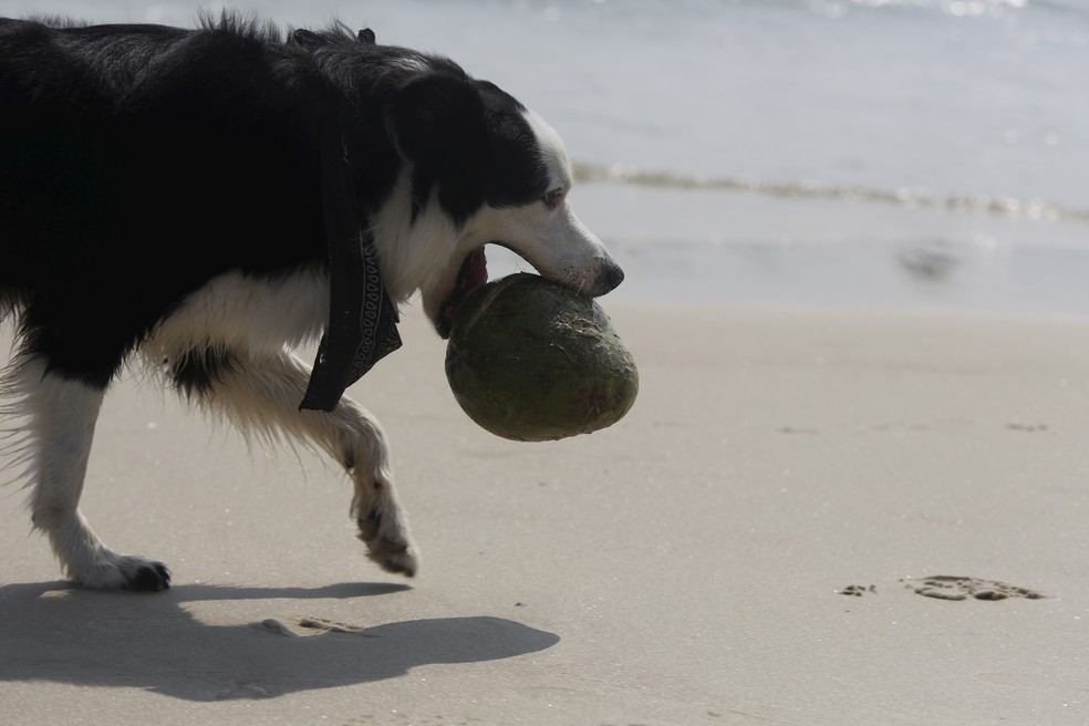 Cachorro brinca na praia de Copacabana — Foto: Custódio Coimbra/Agência O Globo