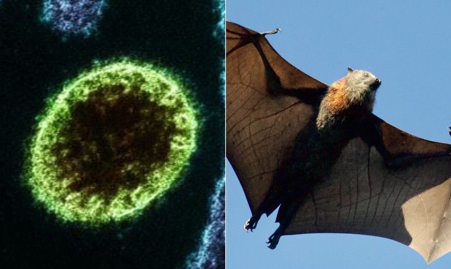 Vírus é transmitido por morcegos e porcos