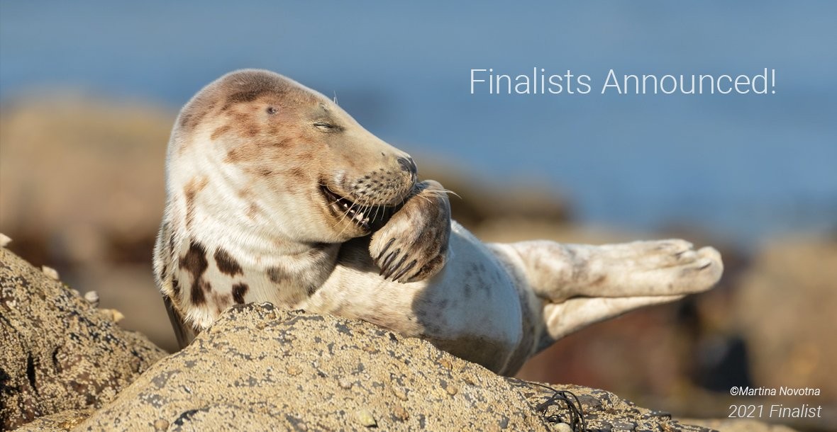 Clique pegou o momento em que uma foca na cidade de Ravenscar, no Reino Unido, parece estar rindo.Martina Novotna / Comedy Wildlife Photography Awards 2021