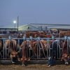 Focos de gripe aviária H5N1 foram encontrados em rebanhos de vacas leiteiras nos EUA. - Ruth Fremson/The New York Times