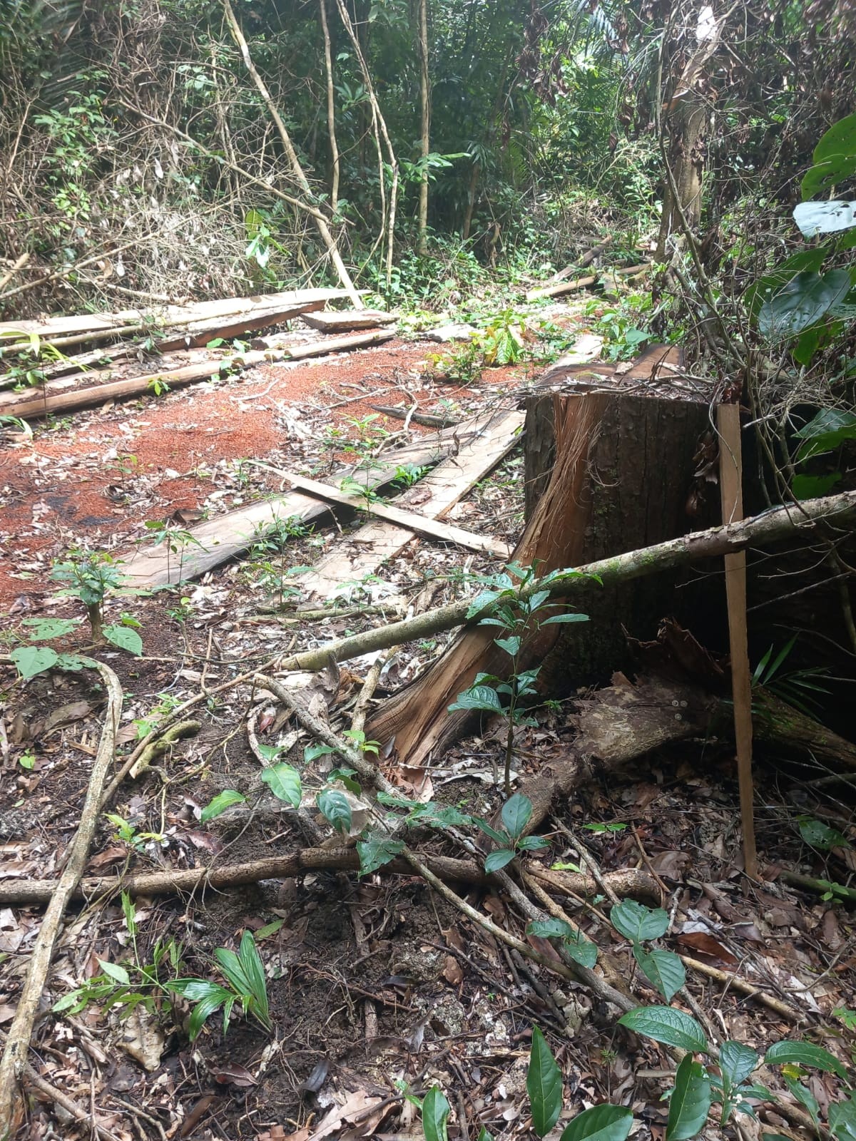 Árvores nativas foram derrubadas — Foto: Siã Huni Kuin / Askarj