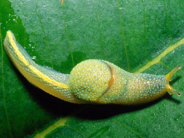 A Lesma ninja de Bornéu, de cauda longa e comportamento incomum, dispara “dardos do amor” com hormônios para aumentar o sucesso reprodutivo — Foto: Reprodução/Redes sociais