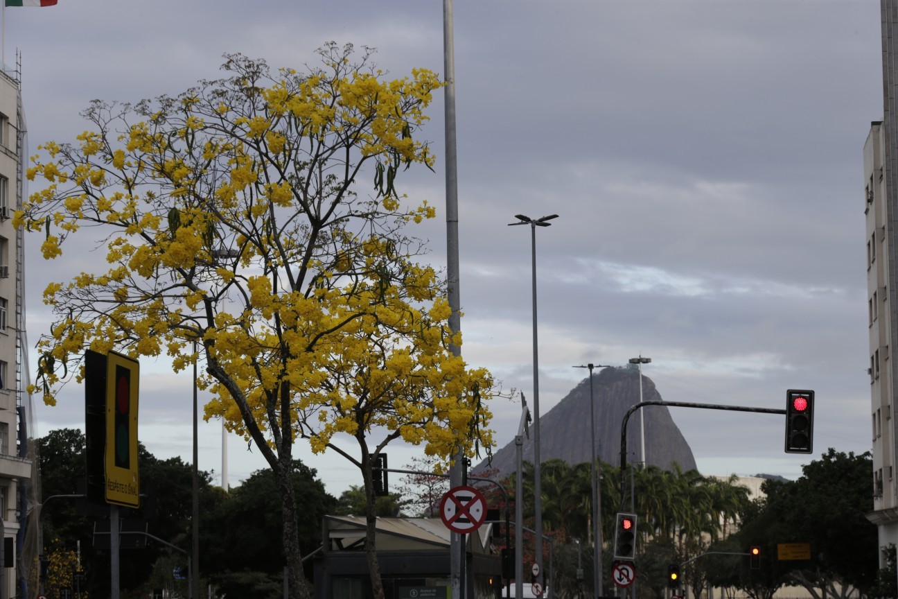 Ipês continuam a florescer no Rio, desta vez, na coloração amarela