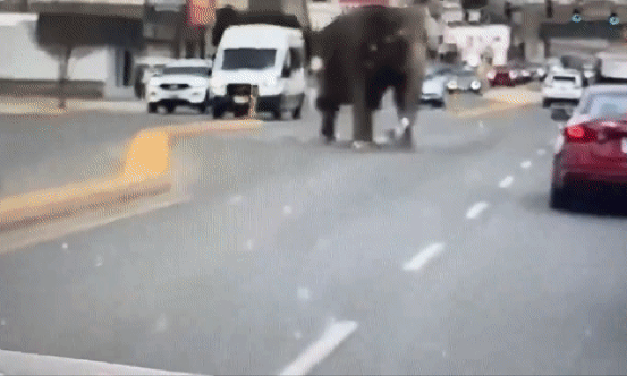 Elefante assustado escapa de circo e percorre várias ruas antes de ser recapturado, nos EUA