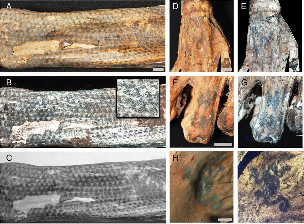 Estudo com laser revela padrões ocultos em tatuagens de múmias peruanas de 1.200 anos — Foto: Michael Pittman e Thomas G Kaye