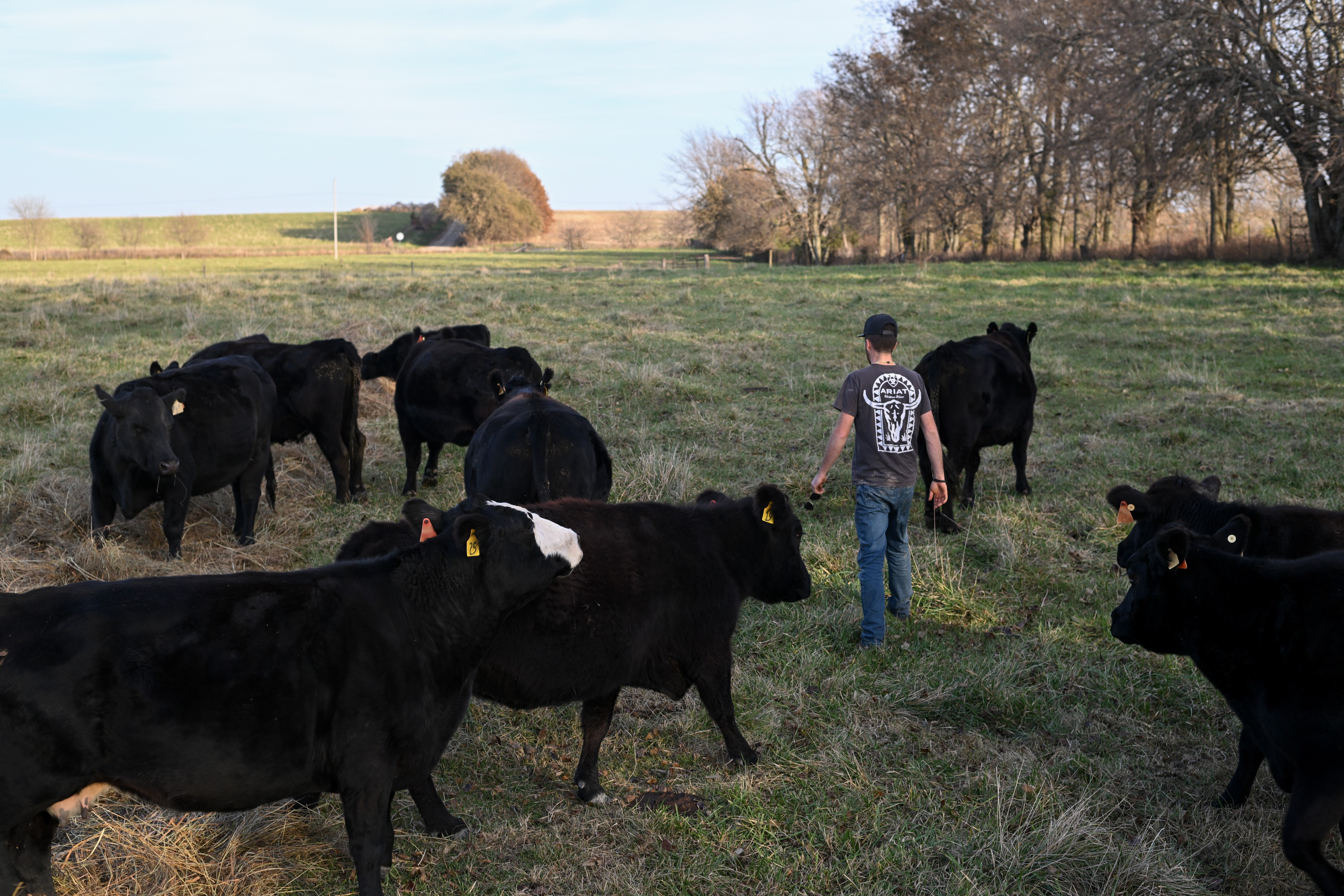 Trump apoia rotulagem da origem da carne bovina e simplifica processo para pecuaristas - Foto