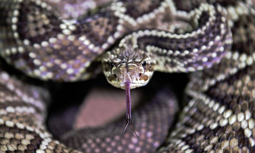 Envenenamento por cobras aumentou com as mudanças climáticas