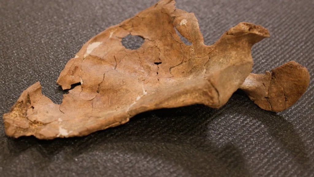 Marca em osso encontrado no Iraque pode revelar ataque mortal contra um neandertal há 75 mil anos; entenda
