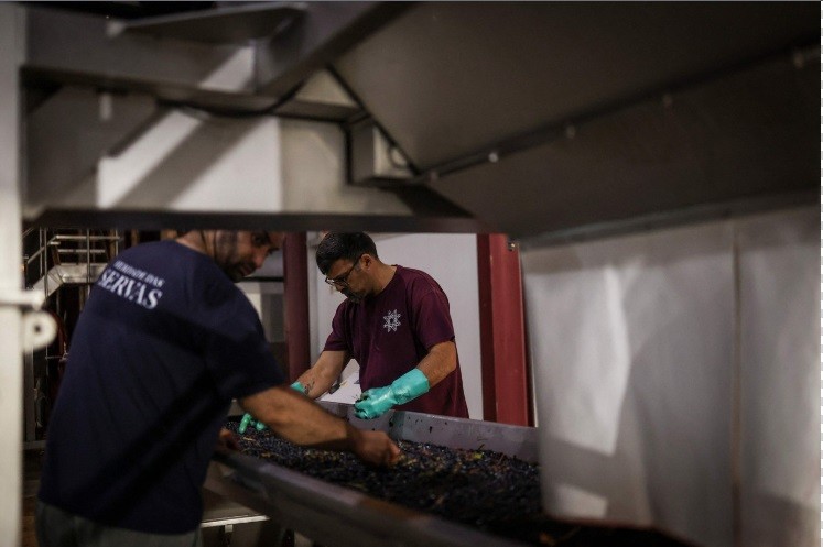 Após a colheita noturna, os trabalhadores continuam o trabalho noite a dentro processando as uvas — Foto: Patricia de Melo Moreira/AFP