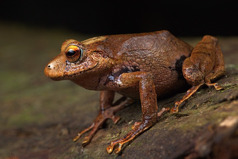 Novas espécies medem cerca de cinco centímetros e se distinguem pelos grandes olhos amarelos e pelas cores creme, amarela e marrom — Foto: German Chávez/Peruvian Institute of Herpetology/AFP