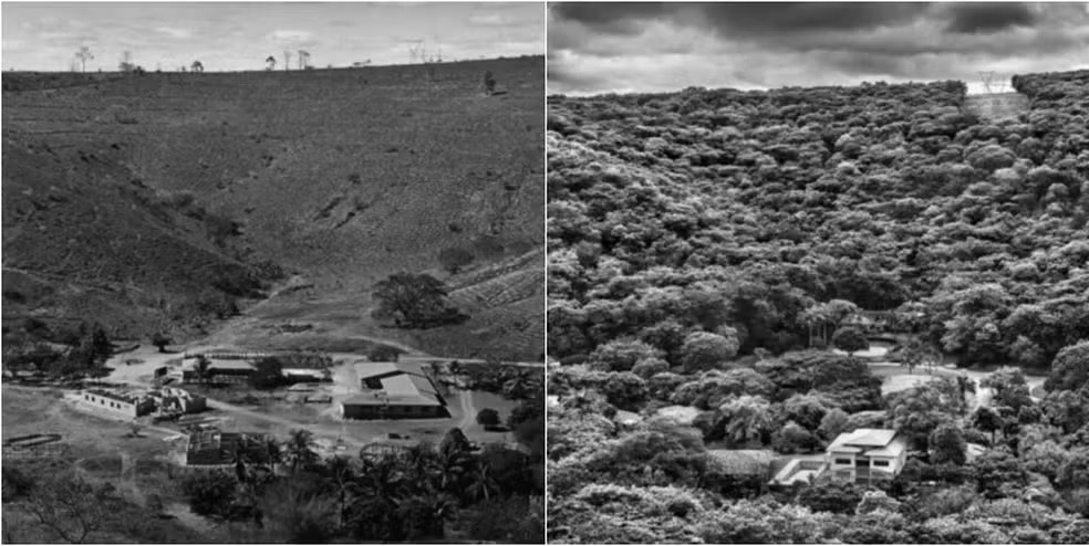 Antes e depois de área reflorestada pelo Instituto Terra, criado por Sebastião Salgado — Foto: Reprodução/TV Globo