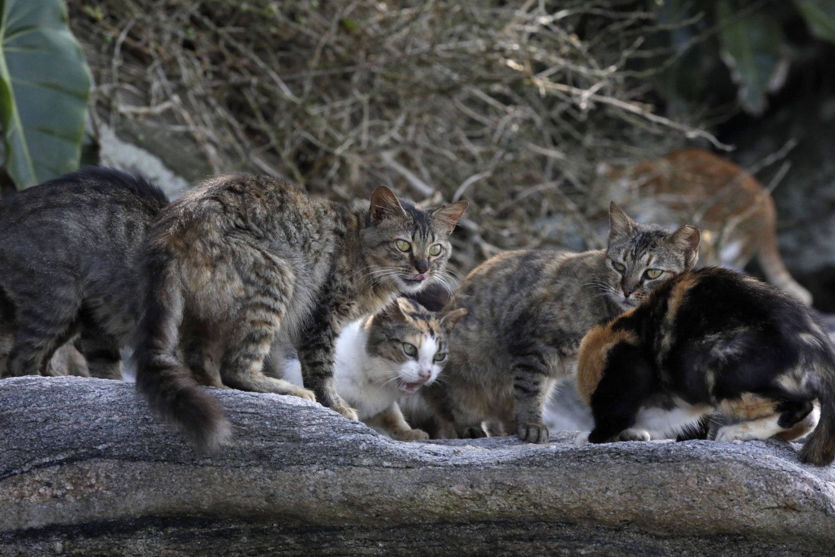 Cinco gatos levados para conter ratos em ilha provocaram desastre ambiental que hoje exige operação de mais de R$ 127 milhões; entenda - QTU Questões do Universo