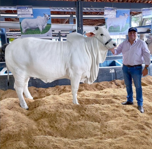 A vaca mais cara do mundo vive em Minas Gerais — Foto: Divulgação