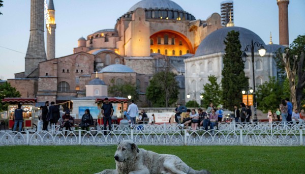 Milhares protestam em Istambul contra plano de abate de cães de rua