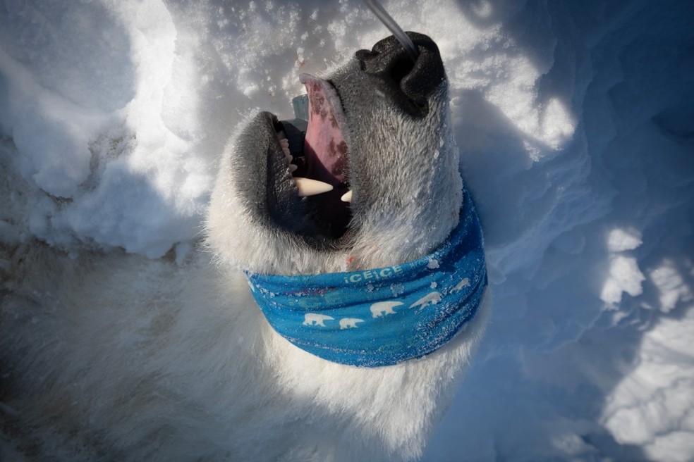 Apesar da aparência dócil, o urso-polar é um dos predadores mais ferozes do planeta. — Foto: OLIVIER MORIN / AFP