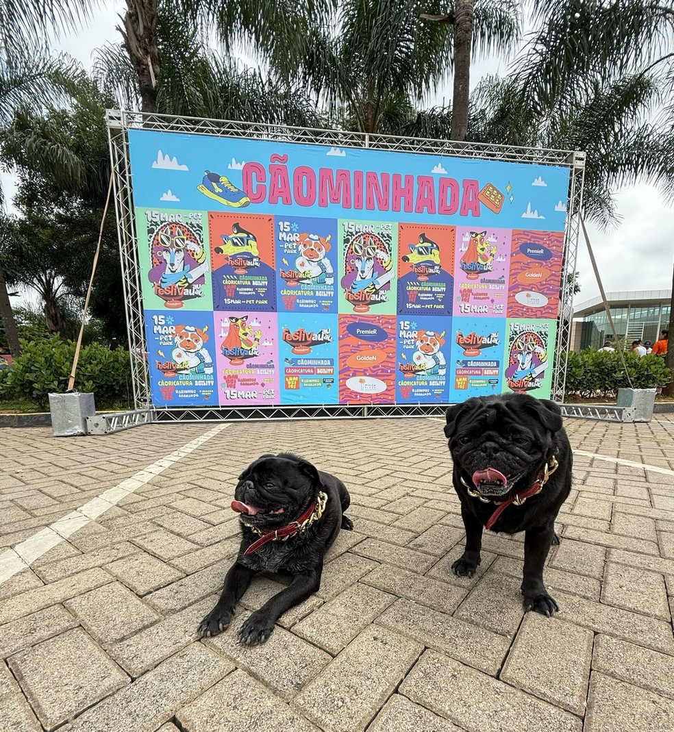 Napoleão e Romeu, pugs que gostam de fazer exercício: vão para 18.ª Pet Run — Foto: Arquivo pessoal