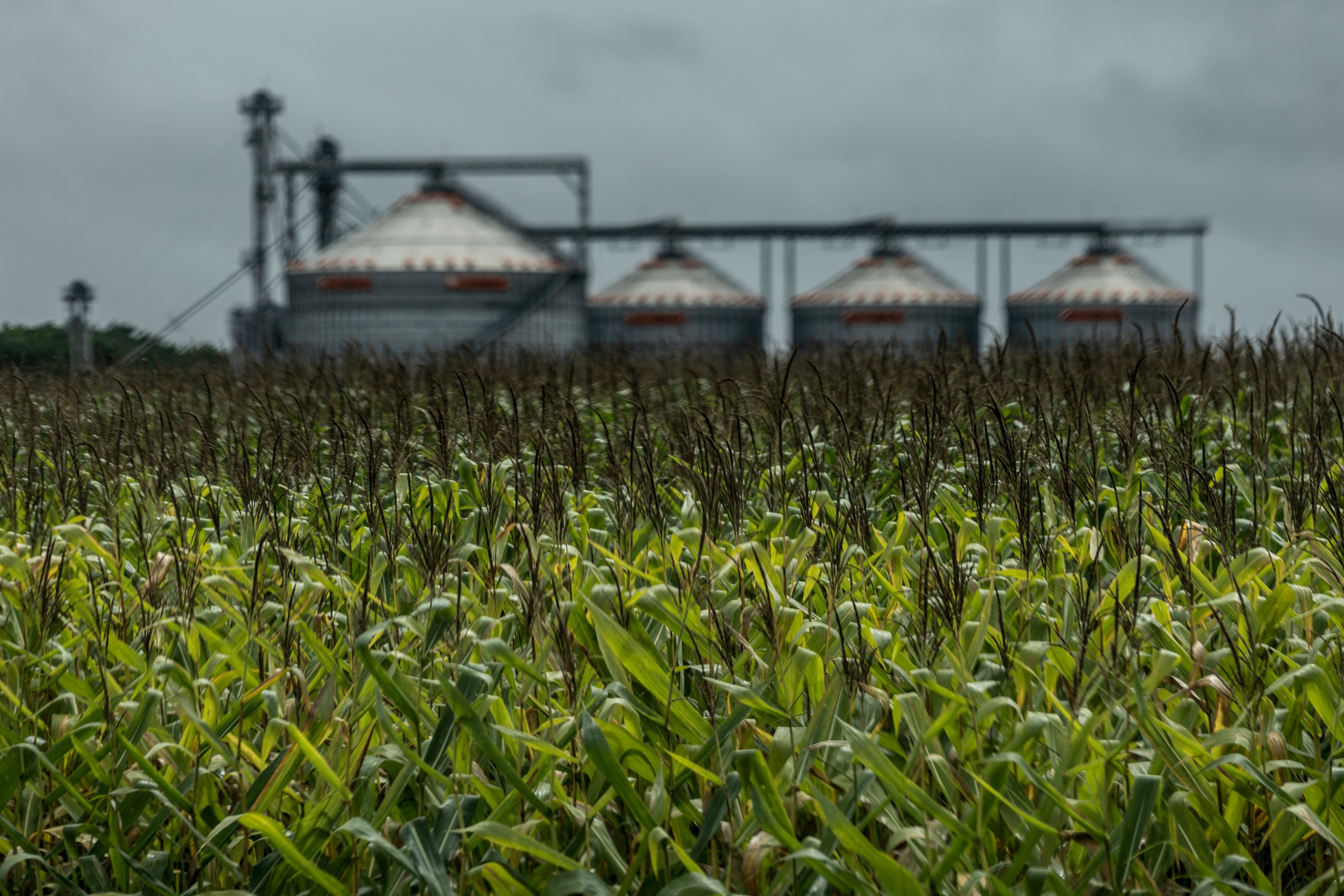 Com El Niño, PIB do agro deve ficar negativo em 2027, aponta Itaú - QTU Questões do Universo