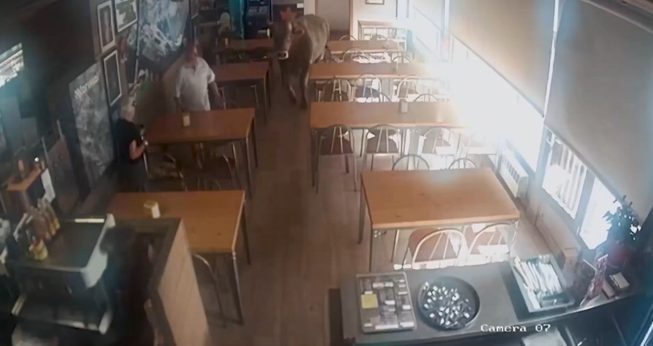 Cliente inesperado: touro de 900 quilos invade bar e interrompe café da manhã na Espanha; vídeo