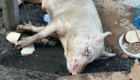 Porco é resgatado após sofrer maus-tratos em Copacabana