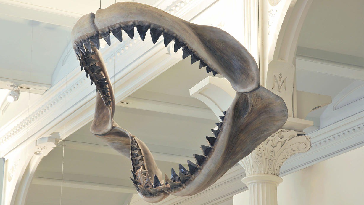 Maior espécie de tubarão já existente, o megalodonte viveu nos mares há 10 milhões de anos — Foto: American Museum of Natural History / Divulgação