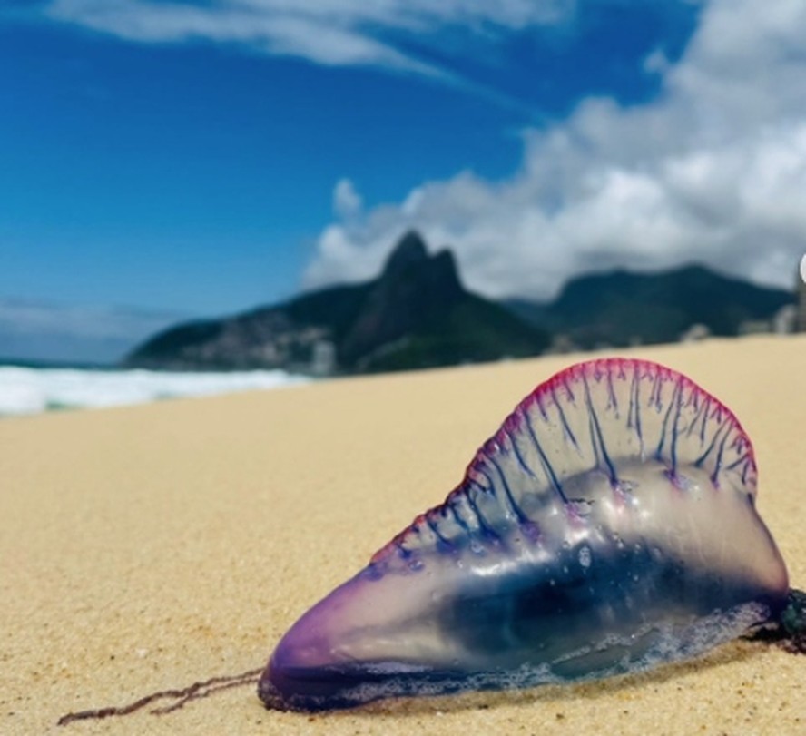 caravelas-portuguesas-aparecem-em-praias-do-rio-bi-logo-ensina-o-que