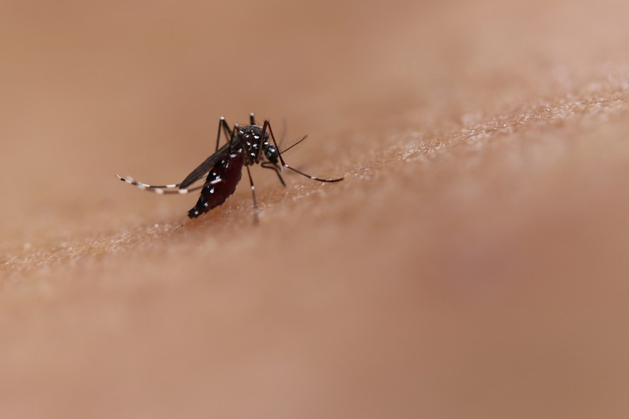 Mosquito vetor da dengue, zika e chikungunya.