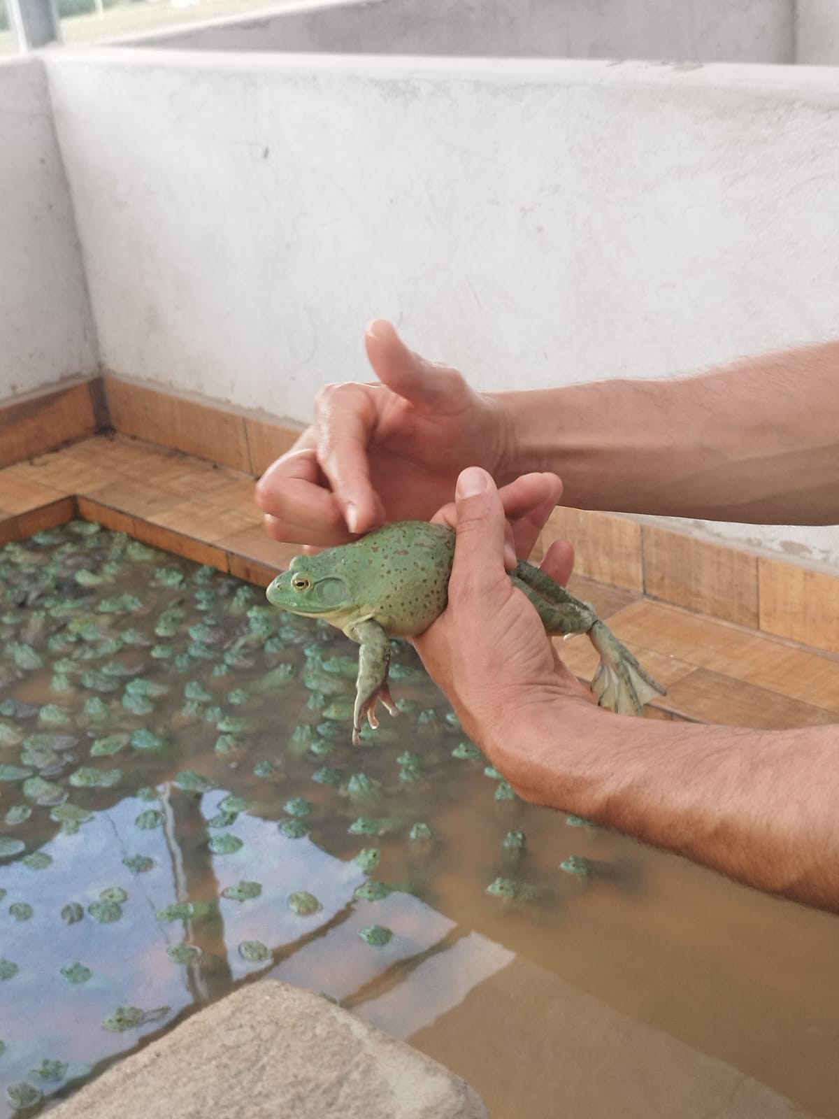Criação de rãs avança com demanda por carne exótica