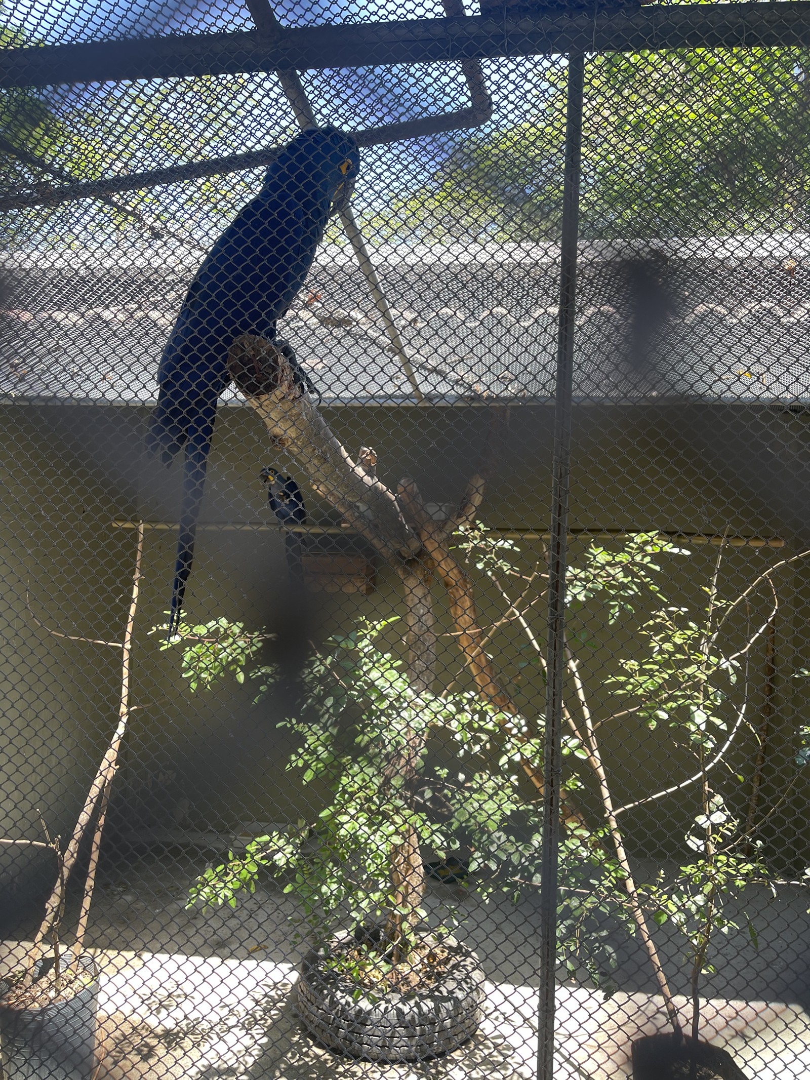 Único centro de triagem de animais silvestres no Rio, em Seropédica, está fechado após surto de tuberculose em macacos. O lugar já não recebia animais do estado do Rio devido a problemas judiciais com o Inea. Agora, a situação se agrava — Foto: Pedro Henrique Antunes / Ibama-RJ