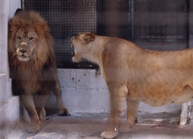 A bronca da leoa enfurecida com seu companheiro em Zoológico de Niterói