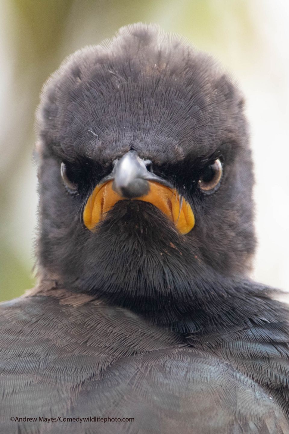 O fotógrafo Andrew Mayes capturou o momento em que uma ave parece não estar muito feliz em Rietvlei, na África do Sul.Andrew Mayes / Comedy Wildlife Photography Awards 2021
