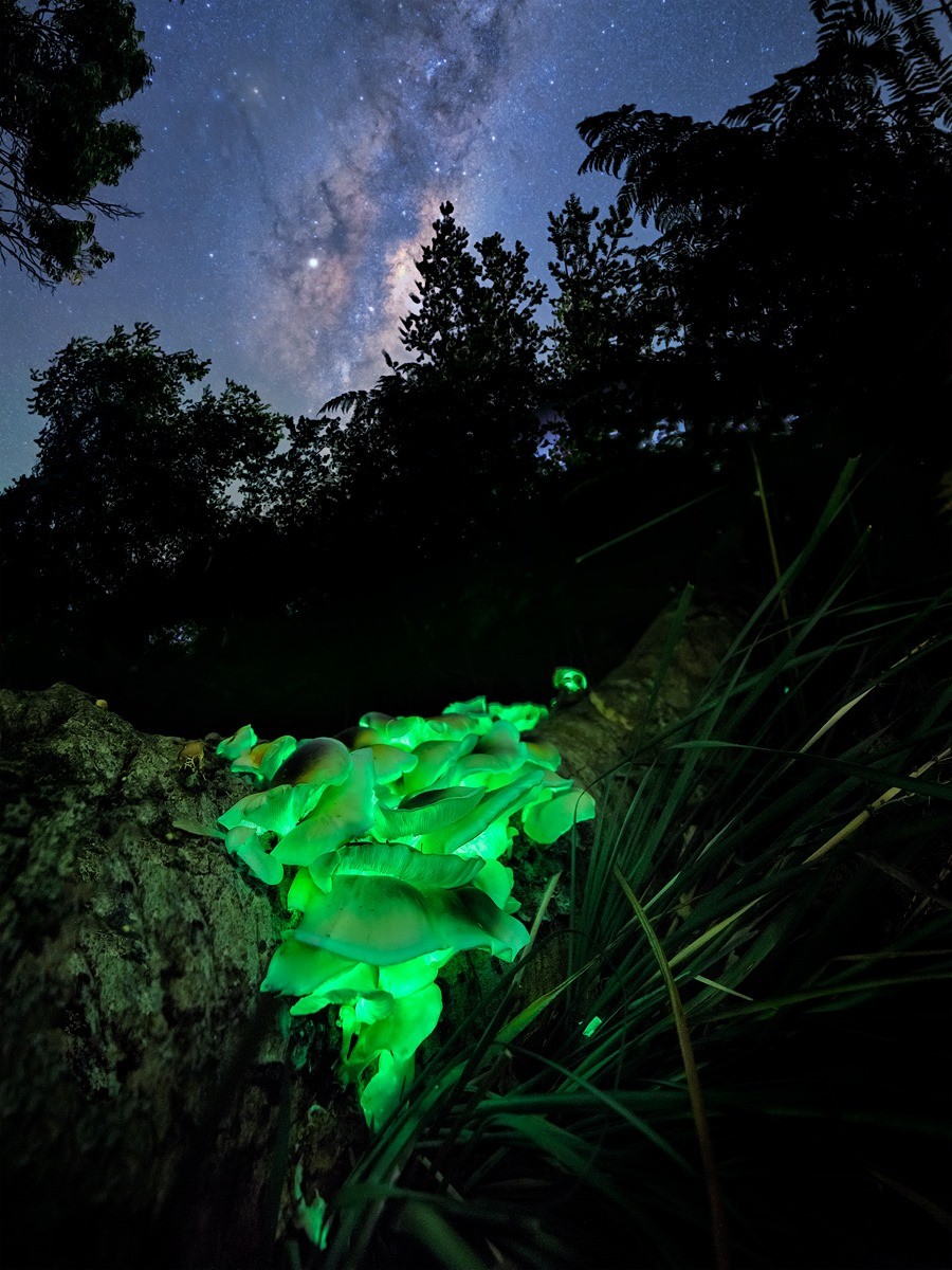 Cogumelos fantasmas, por Benjamin B. Alldridge — Foto: Benjamin B. Alldridge/Beaker Street Photography Prize