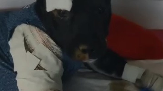 Rifas e vaquinha solidária: Moradores do Leme, na Zona Sul, se mobilizam para salvar cão que sofreu várias lesões no corpo
