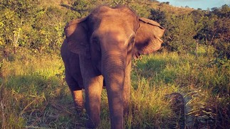A elefanta Maia no santuário na Chapada dos Guimarães — Foto: Divulgação