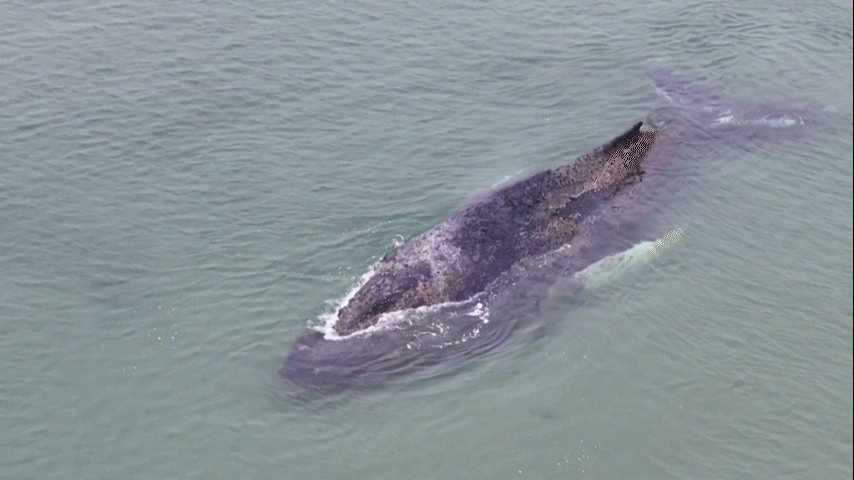 Quarto dia de operação: baleia encalhada na Alemanha dá sinais de reação, enquanto equipes tentam escavar passagem para salvá-la