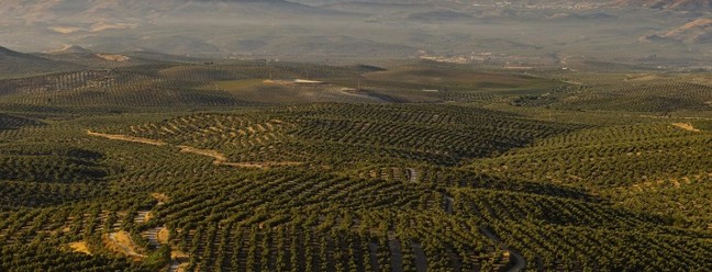Pomares de oliveiras na província de Jaén, no sul da Espanha, considerada a capital mundial do azeite — Foto: Emilio Parra Doiztua/The New York Times