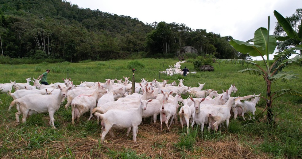 Granja leiteira de cabras — Foto: Robdson Oliveira/Divulgação