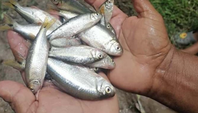 Moradores de comunidade em Honduras recebem 'chuva de peixes'; entenda fenômeno