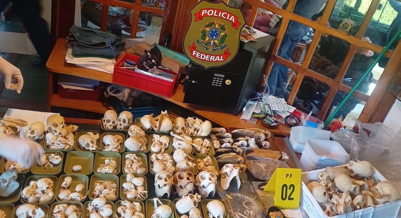 Das Ilhas Canárias à Suíça: PF prende suspeitos de tráfico de ovos de papagaios e apreende animais empalhados e ossadas