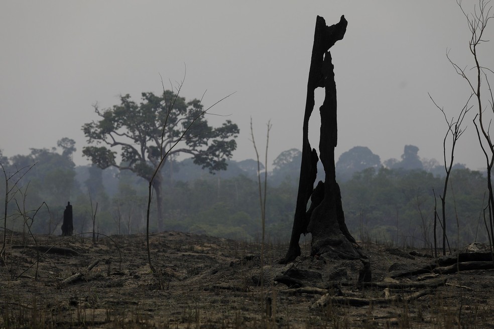 Tronco queimado na Amazônia: fogo tem impulsionado desmatamento — Foto: Cristiano Mariz/Agência O Globo/	10/09/2024