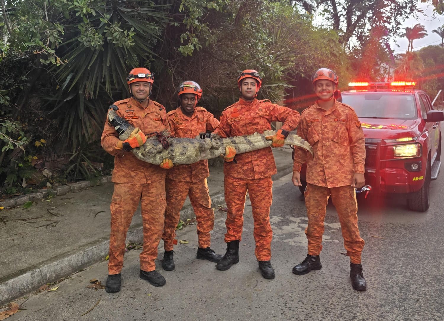 Jacarés em áreas urbanas de Niterói: 'De alguma forma eles também estão se adaptando às mudanças', diz biólogo - Foto