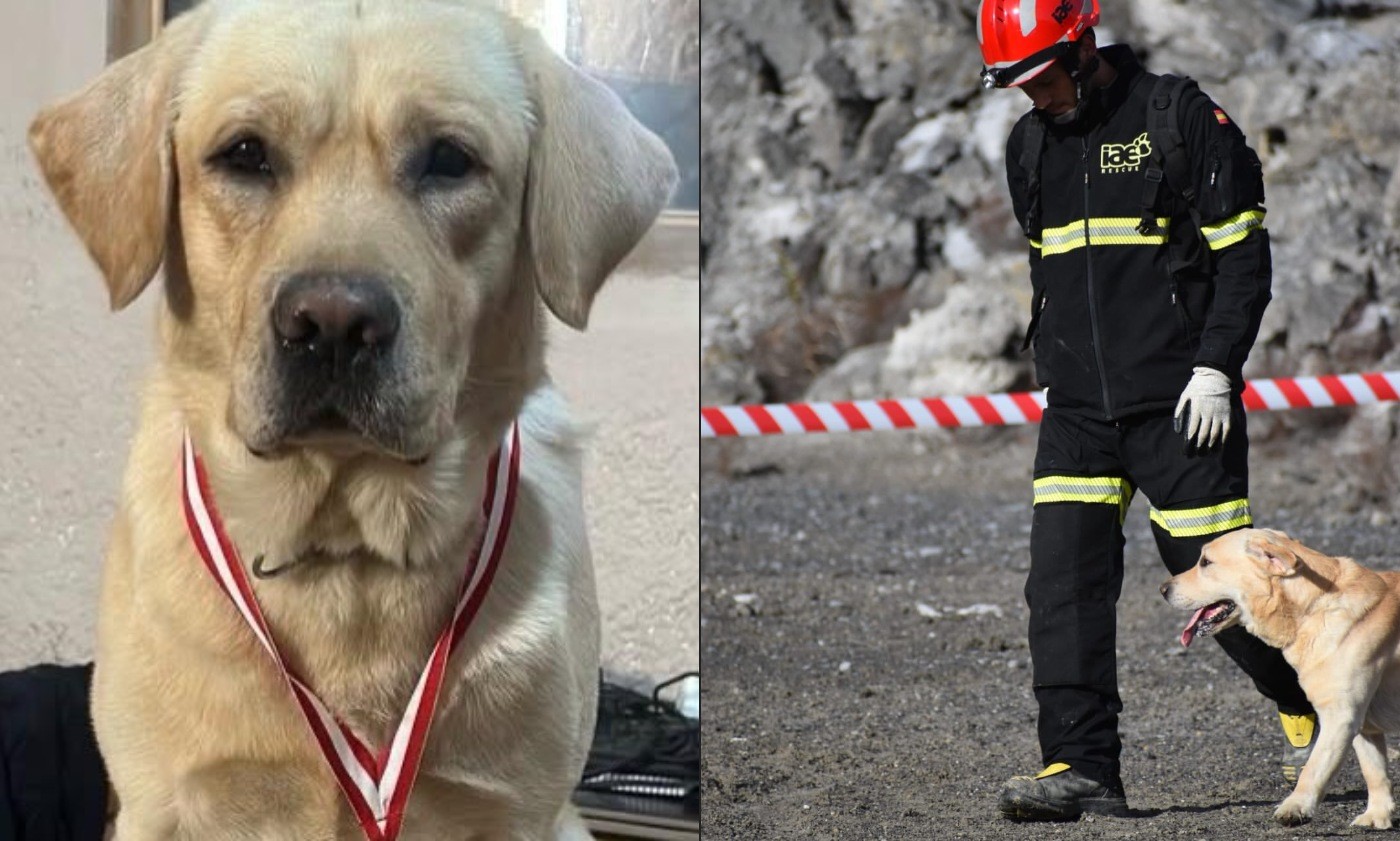 Cão espanhol que participou de resgates após terremotos na Venezuela morre depois de dois meses internado