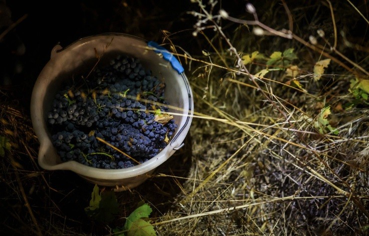 Um balde cheio de uvas recém-colhidas é visto durante a colheita noturna de uvas da vinícola Herdade das Servas em Estremoz — Foto: Patricia de Melo Moreira/AFP