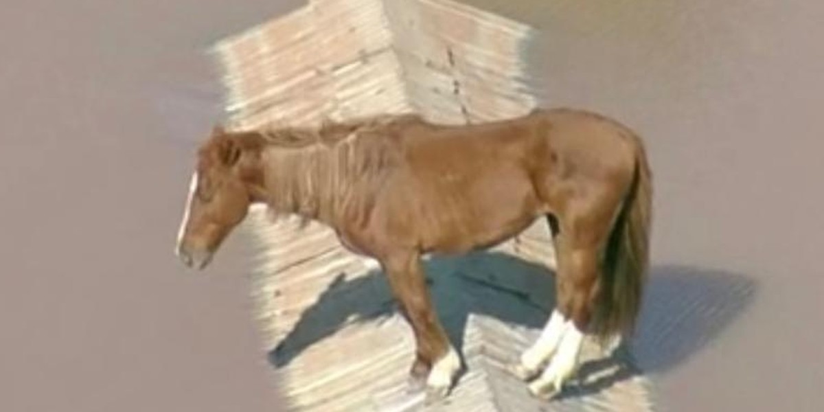 Cavalo fica ilhado em telhado em meio a inundação em Canoas