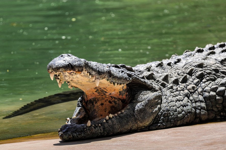 Nos Emirados Árabes Unidos, Dubai Crocodile Park reúne 250 crocodilos-do-nilo, um dos principais predadores da África